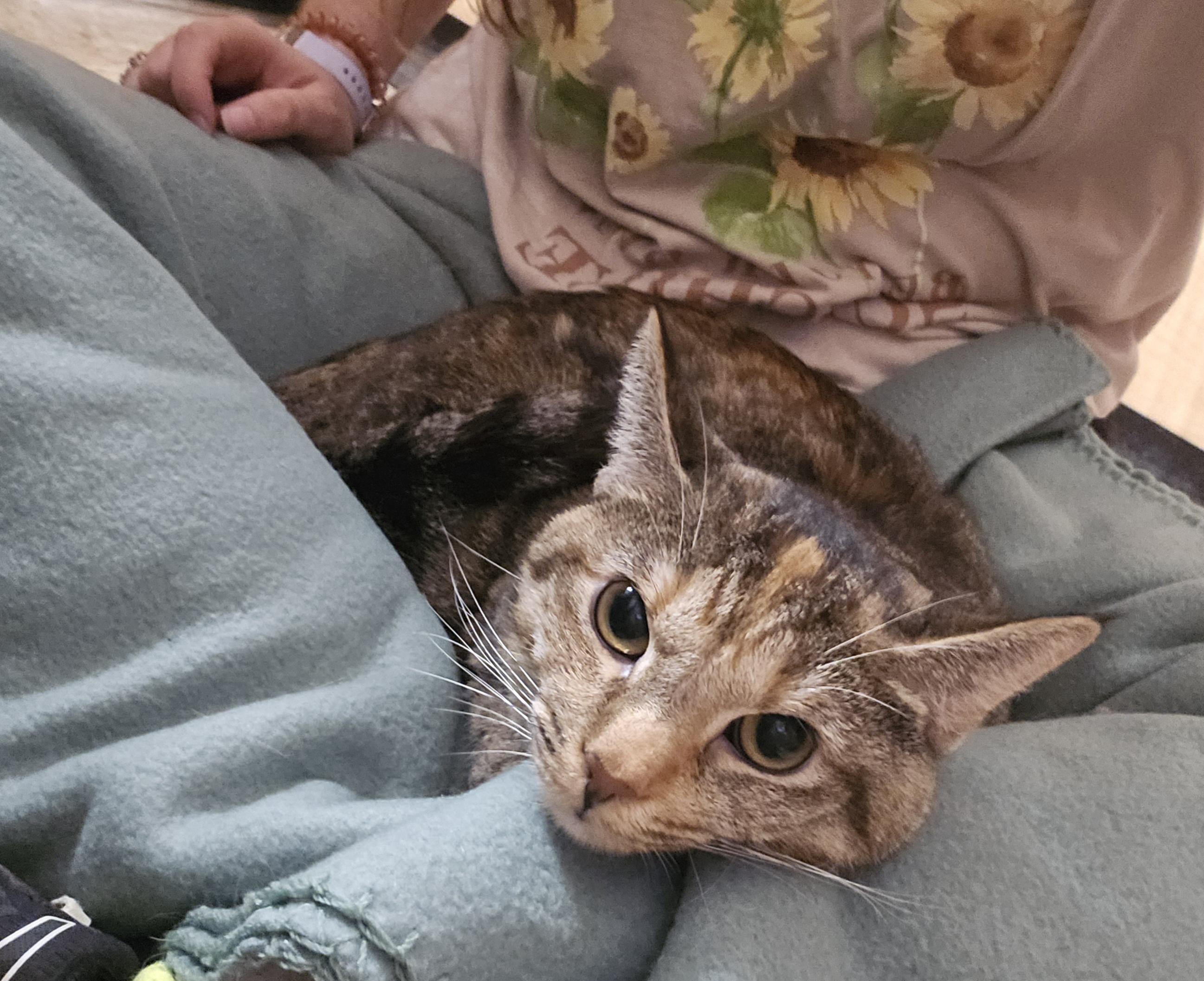 Enlarge Ristra, an adopted mixed breed in Yukon, OK image 5/6