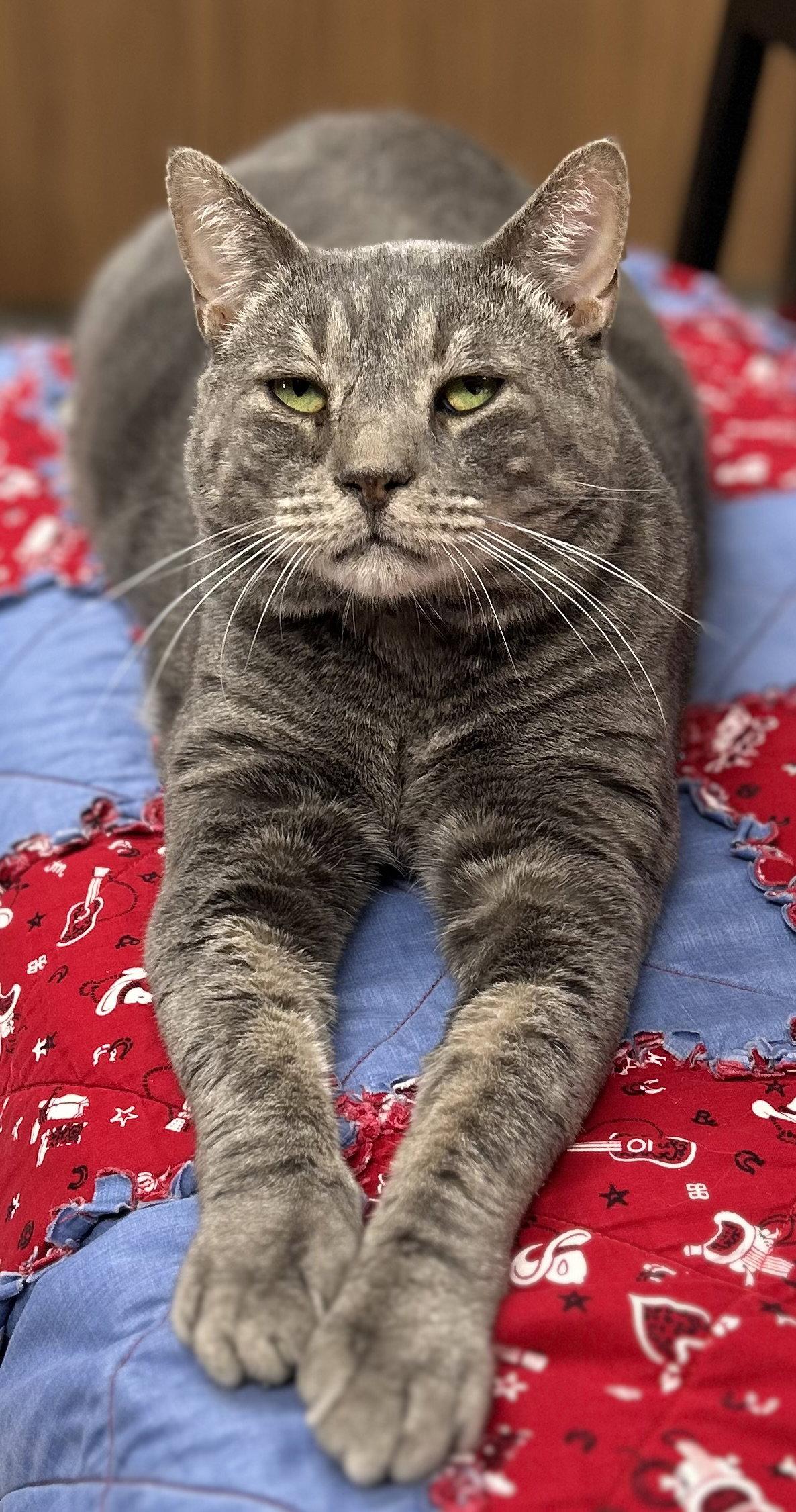 Enlarge Turtle, a Adoptable Domestic Short Hair in Whitehall, PA image 2/3