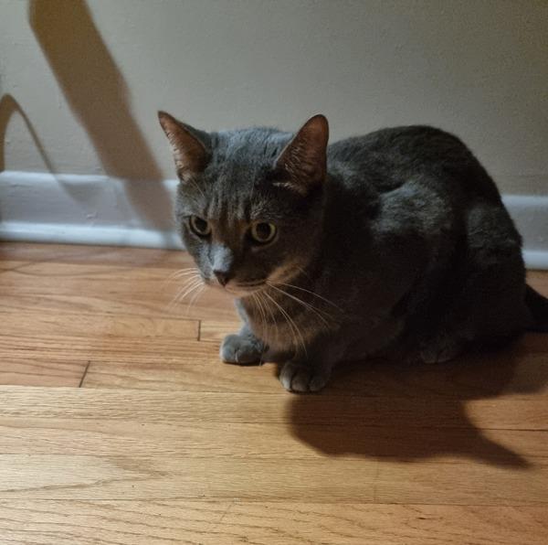 Harmony — thumbnail 2