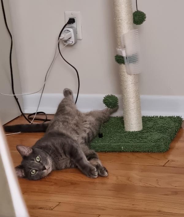 Harmony — thumbnail 4