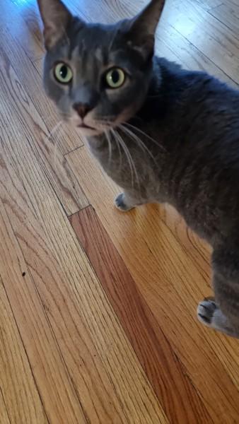 Harmony — thumbnail 5