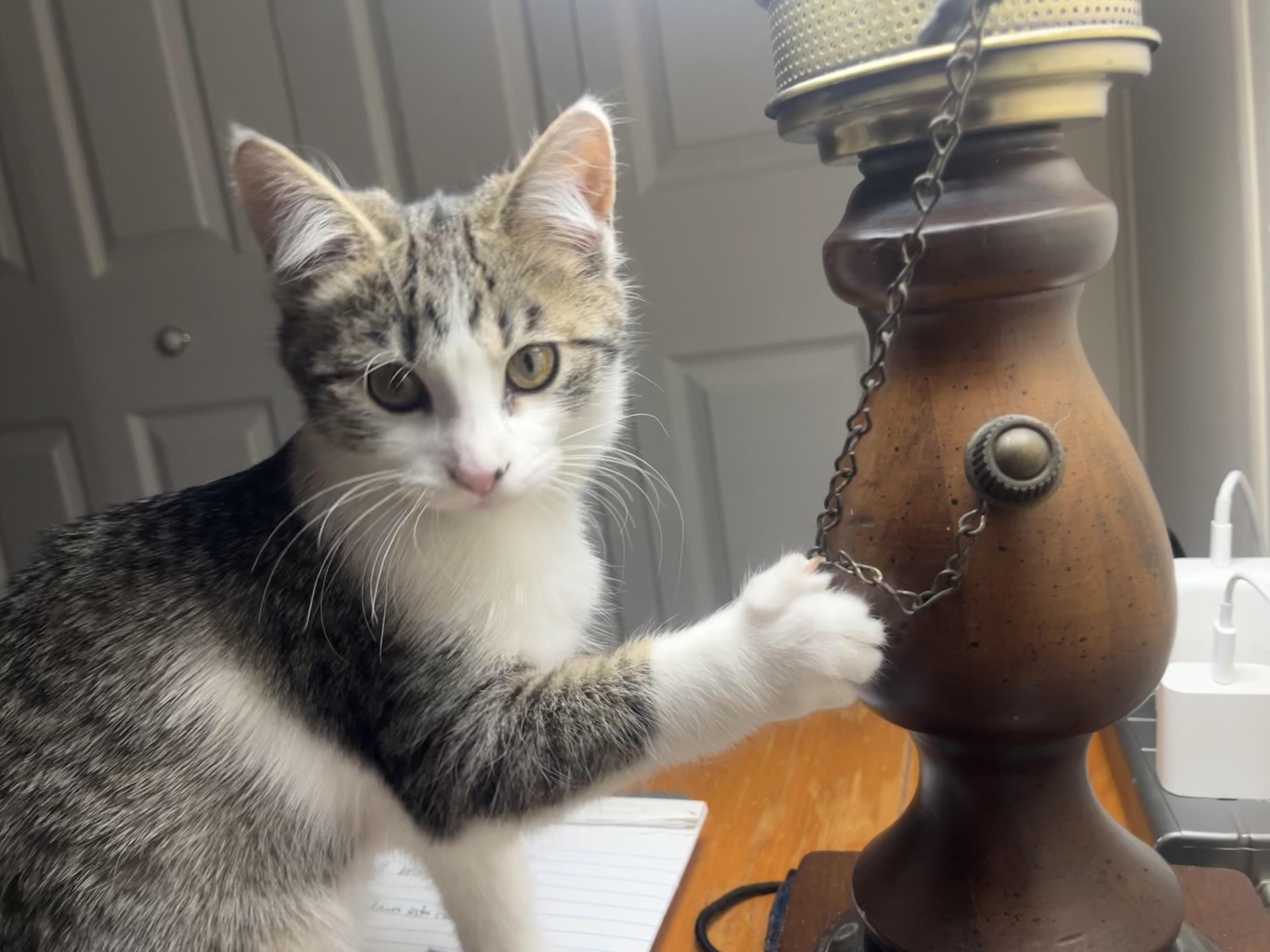 Enlarge Holiday, an adoptable Domestic Short Hair in Greenwood, IN image 3/6