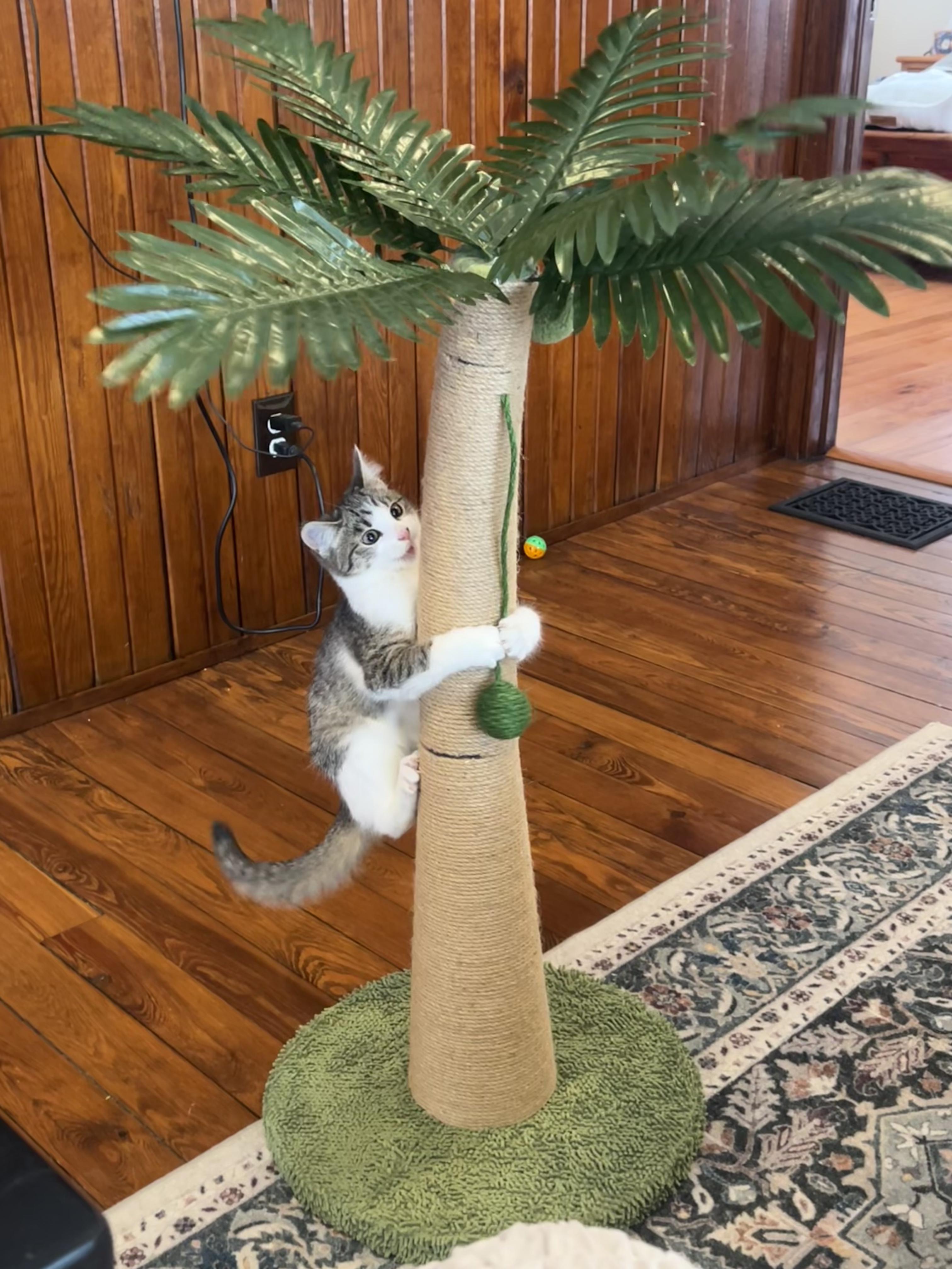 Enlarge Holiday, an adoptable Domestic Short Hair in Greenwood, IN image 6/6