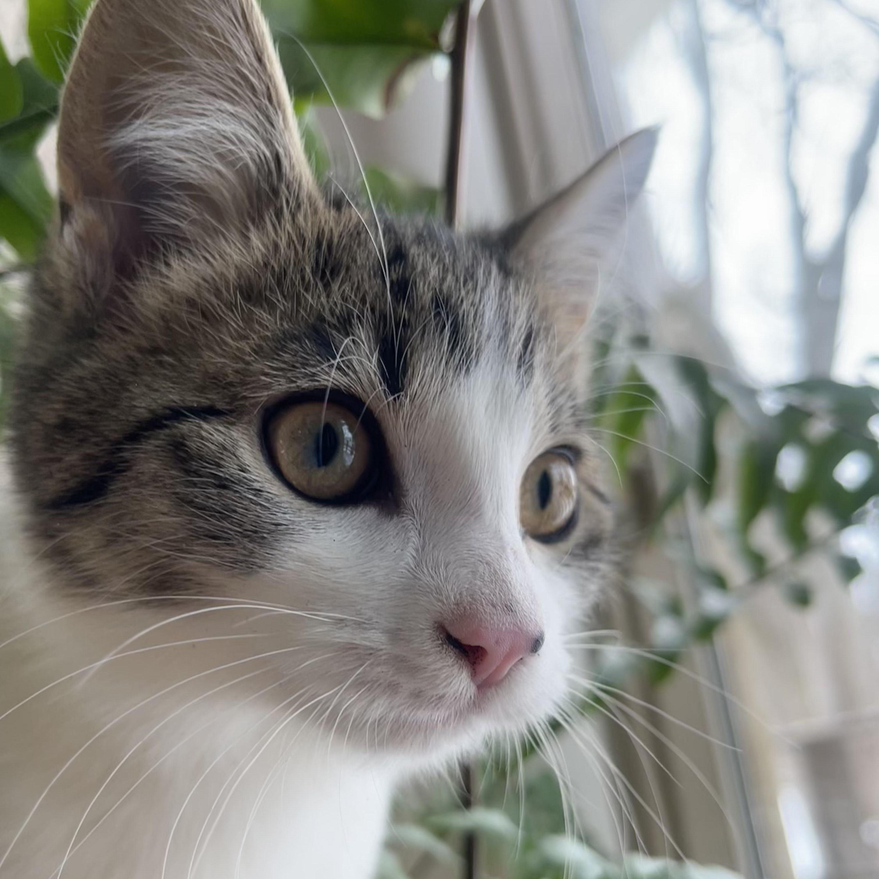 Holiday, adoptable, Kitten Female Domestic Short Hair.