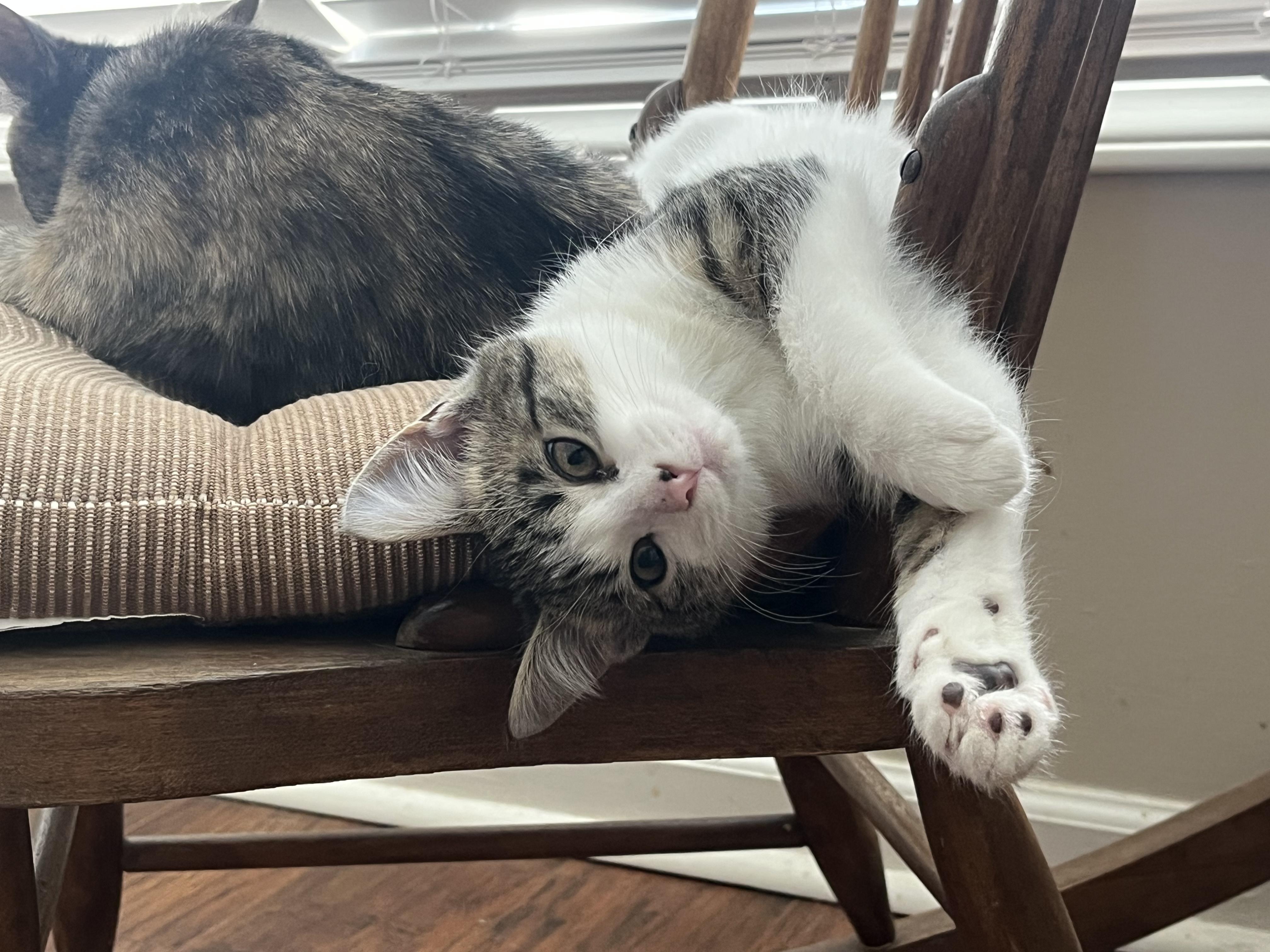 Enlarge Holiday, an adoptable Domestic Short Hair in Greenwood, IN image 4/6