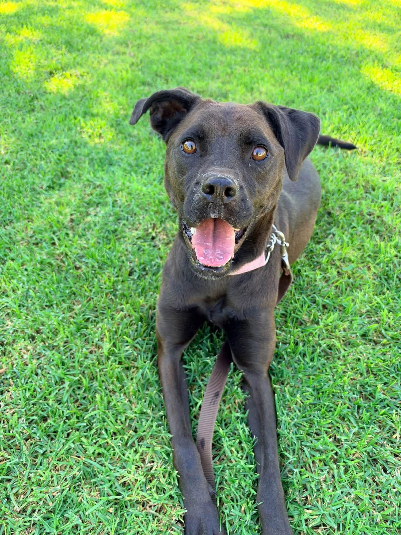 Winnie, Adoptable, Adult Female Labrador Retriever & Boxer.