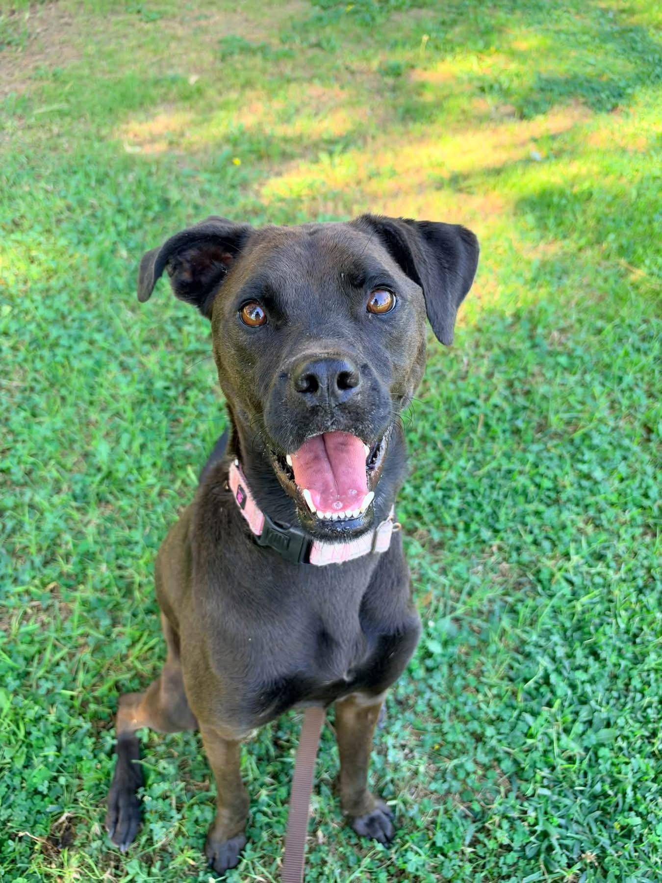 Enlarge Winnie, a Adoptable mixed breed in San Diego, CA image 2/3