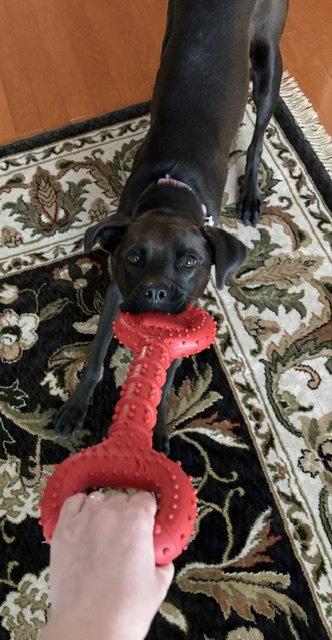 Winnie, Adoptable, Adult Female Labrador Retriever & Boxer.
