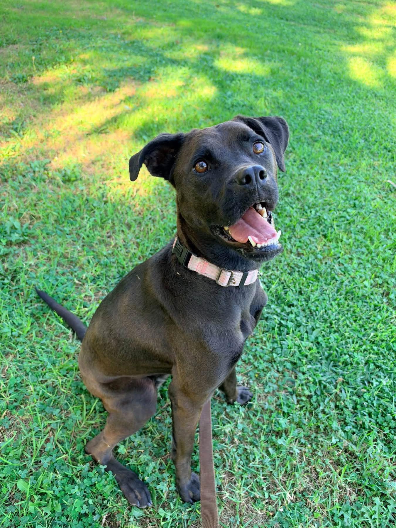 Enlarge Winnie, a Adoptable mixed breed in San Diego, CA image 3/3