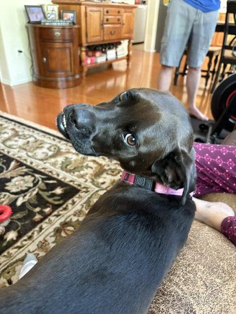 Winnie, a Adoptable mixed breed in San Diego, CA image 2/3