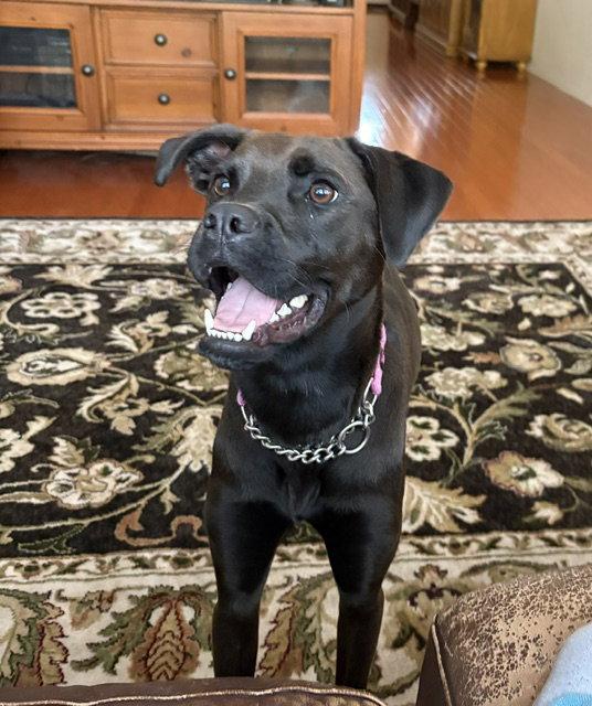 Winnie, a Adoptable mixed breed in San Diego, CA image 3/3