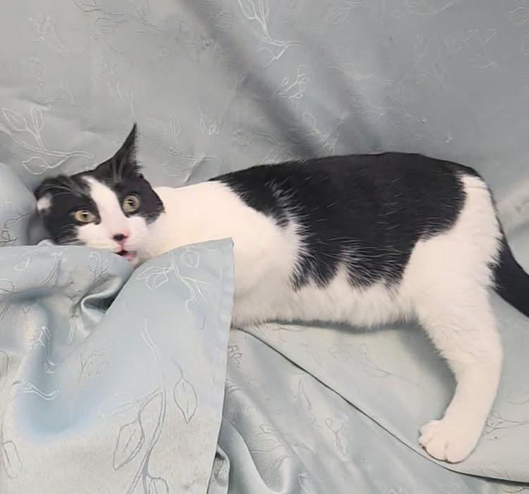 Bats, an adopted Domestic Short Hair in Hoopeston, IL image 3/4