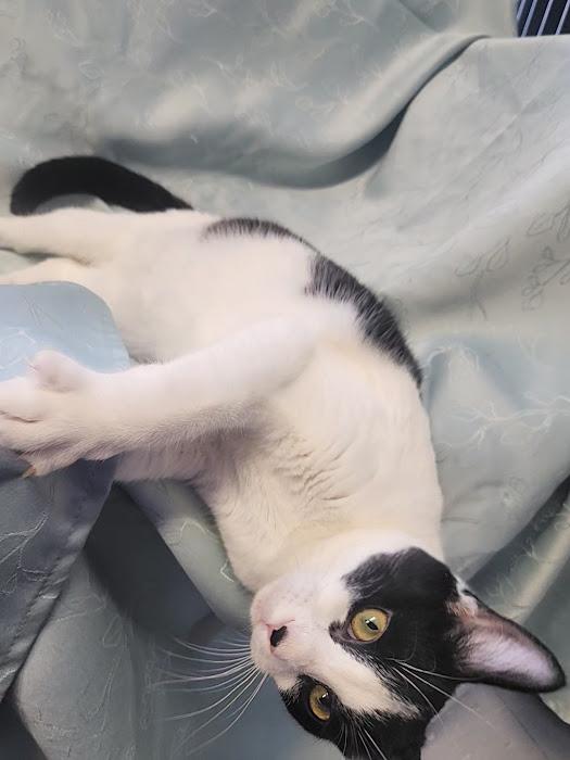 Bats, an adopted Domestic Short Hair in Hoopeston, IL image 4/4
