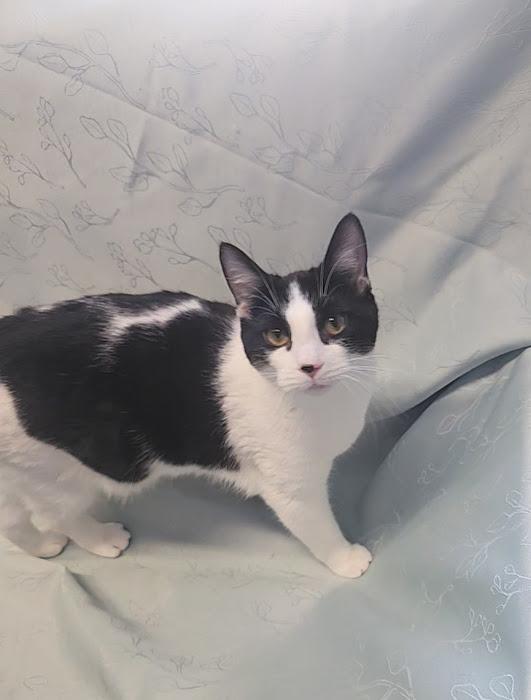 Bats, an adopted Domestic Short Hair in Hoopeston, IL image 2/4