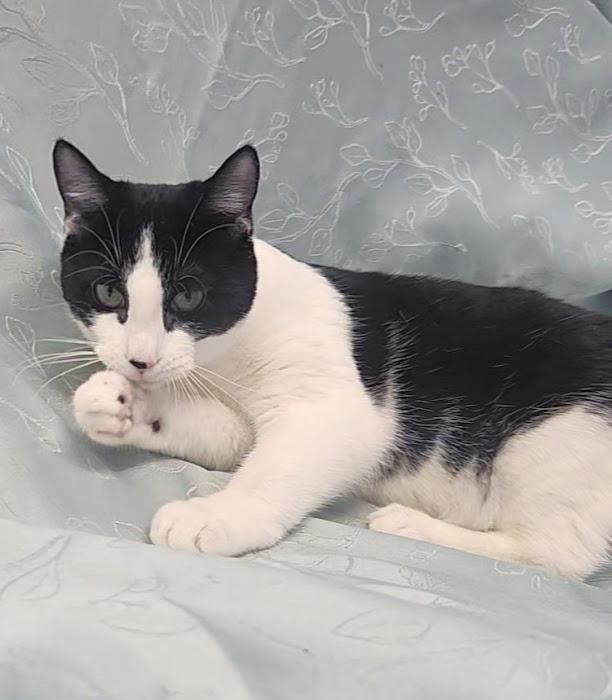 Bats, adopted, Young Female Domestic Short Hair.