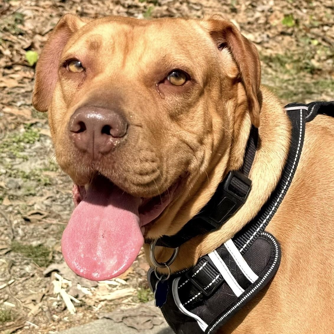 Josie, a ADOPTABLE mixed breed in Lilburn, GA image 4/6