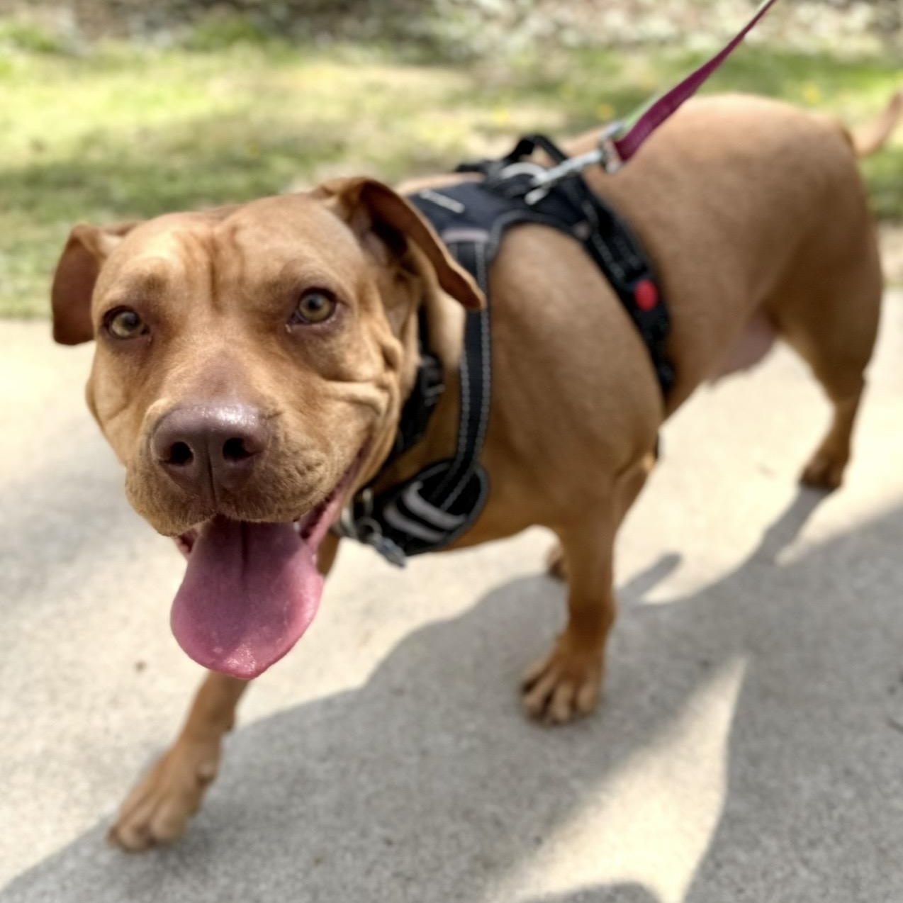 Josie, a ADOPTABLE mixed breed in Lilburn, GA image 3/6