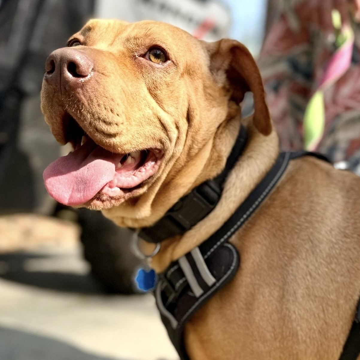 Josie, a ADOPTABLE mixed breed in Lilburn, GA image 5/6