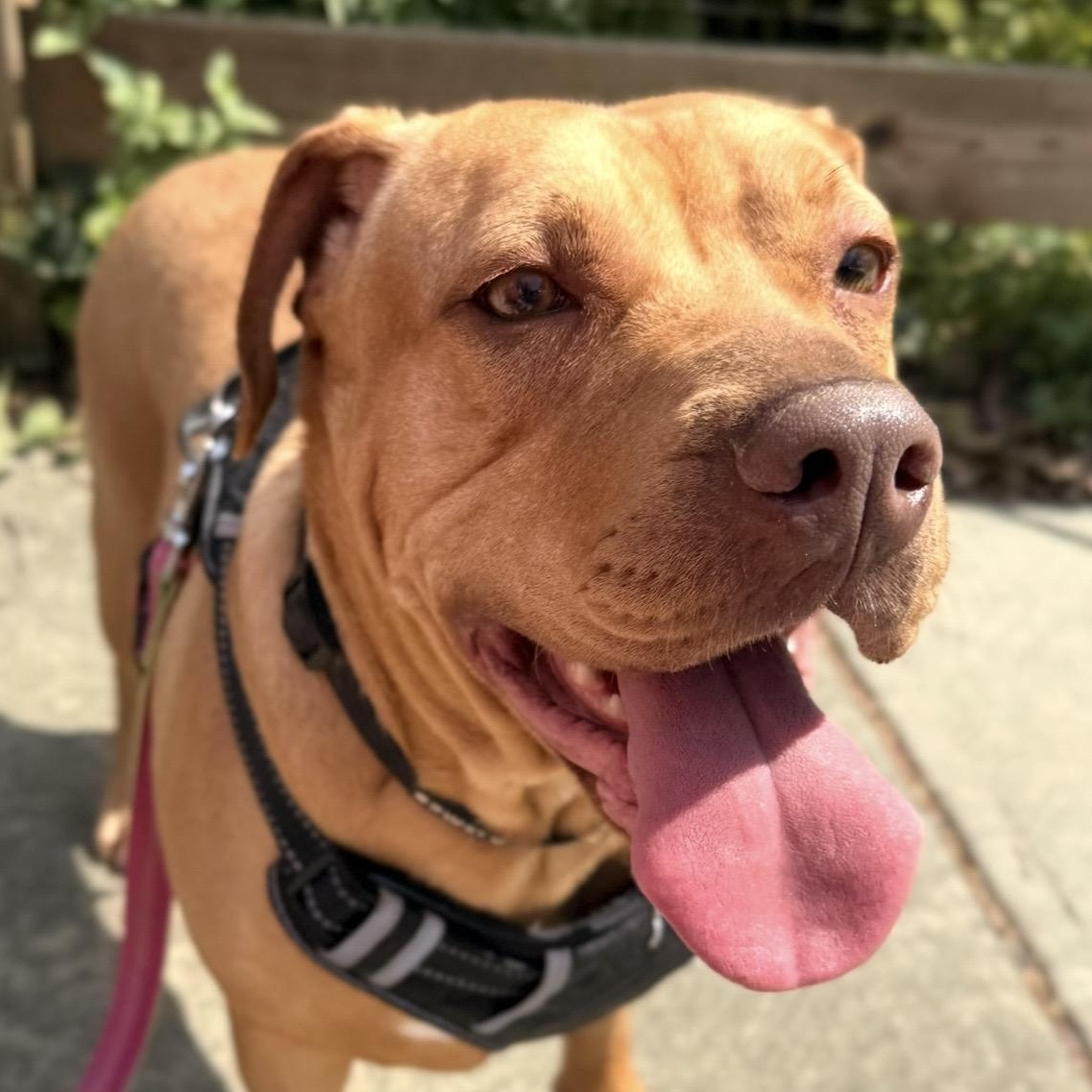 Josie, a ADOPTABLE mixed breed in Lilburn, GA image 2/6
