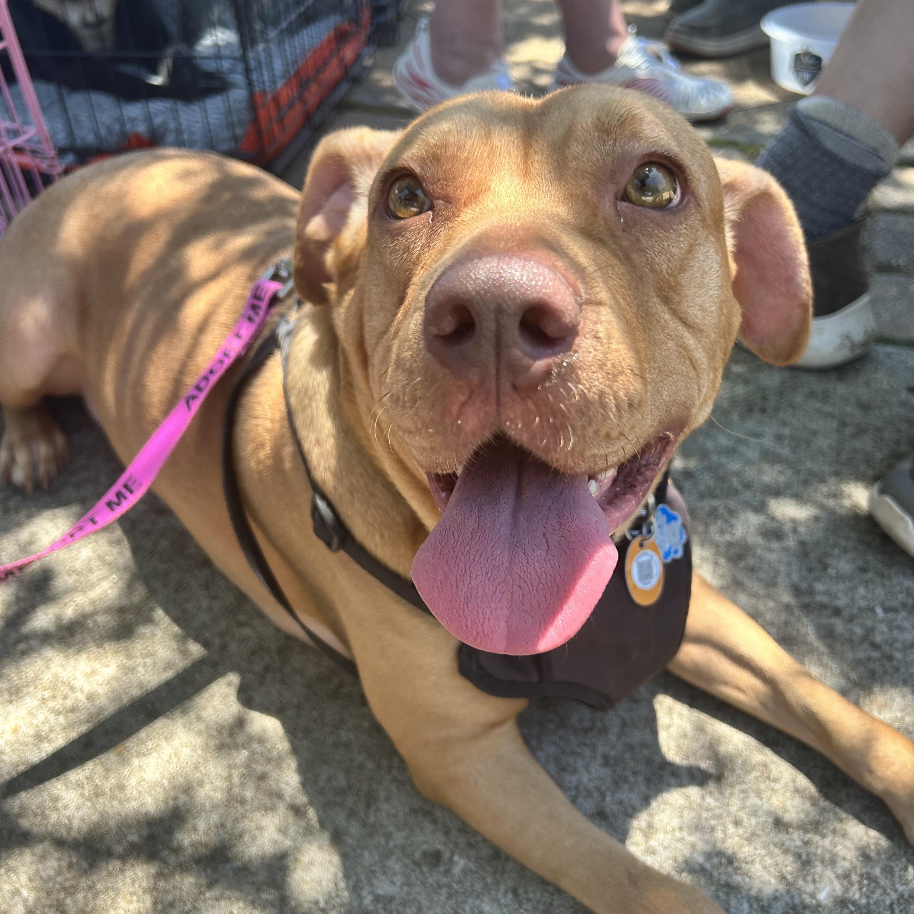 Josie, a ADOPTABLE mixed breed in Lilburn, GA image 1/6