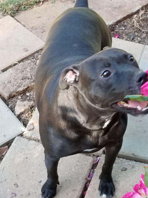 Enlarge Mercedes, a Adoptable mixed breed in Douglasville, GA image 2/6