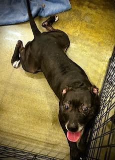 Enlarge Mercedes, a Adoptable mixed breed in Douglasville, GA image 3/6