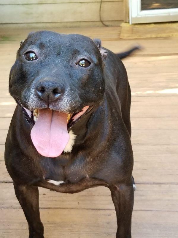 Enlarge Mercedes, a Adoptable mixed breed in Douglasville, GA image 4/6