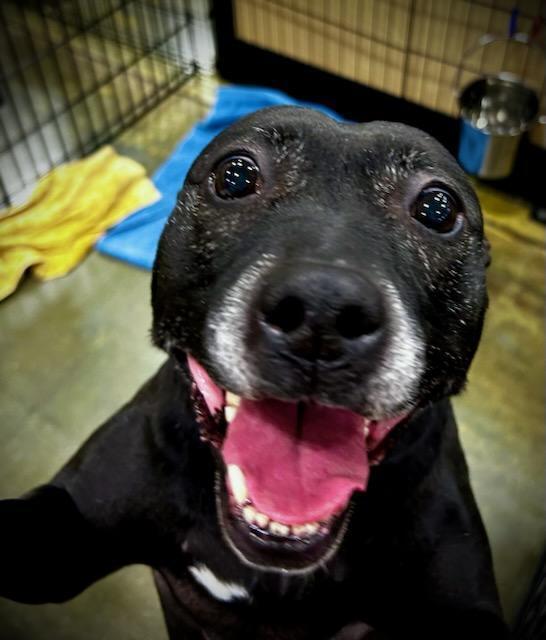 Enlarge Mercedes, a Adoptable mixed breed in Douglasville, GA image 5/6