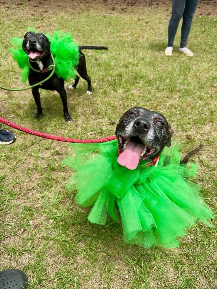 Enlarge Mercedes, a Adoptable mixed breed in Douglasville, GA image 6/6