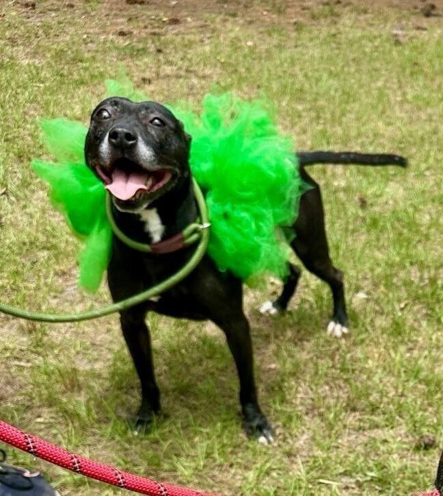 Enlarge Mercedes, a Adoptable mixed breed in Douglasville, GA image 1/6