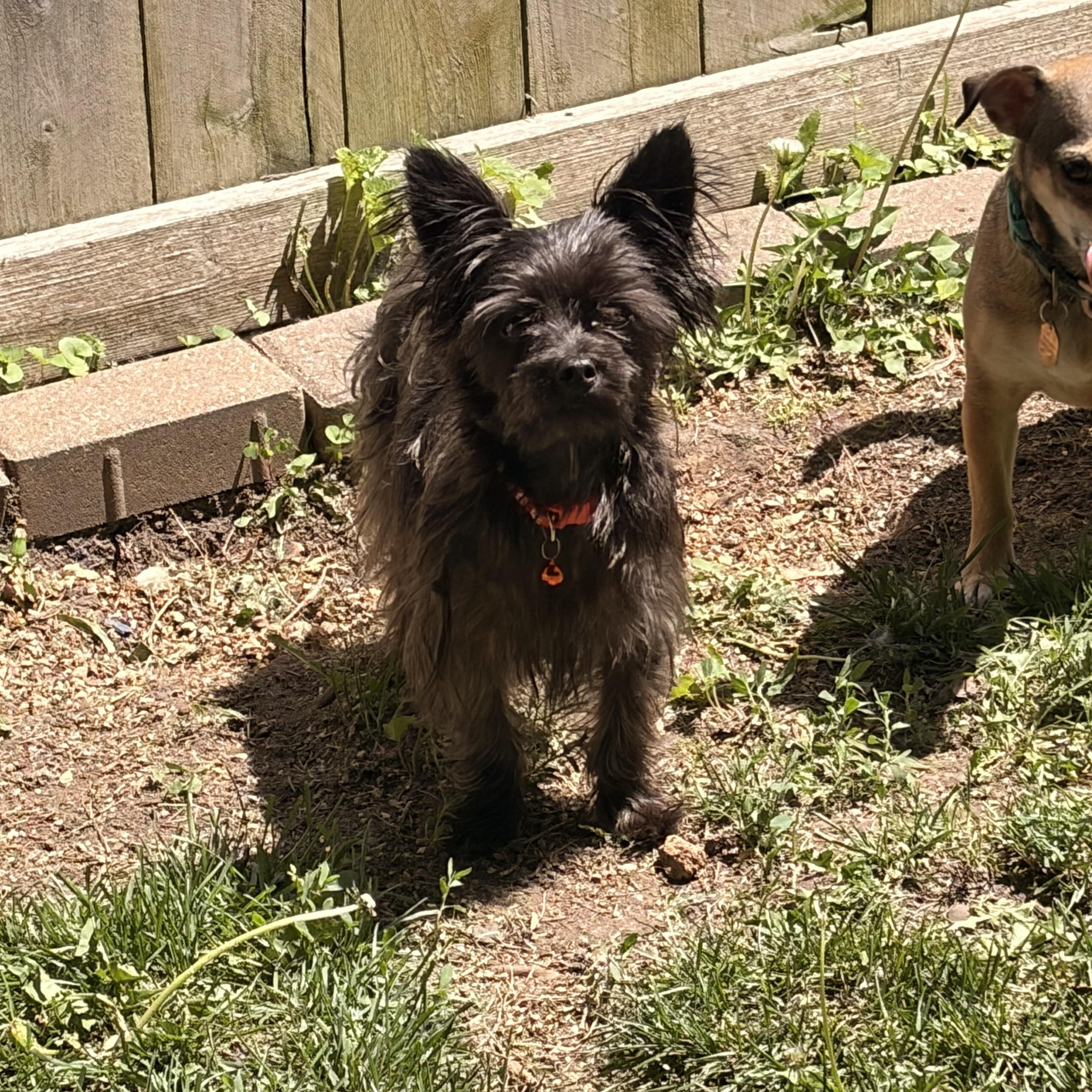 Enlarge Andy, a ADOPTABLE mixed breed in Byron, IL image 4/6