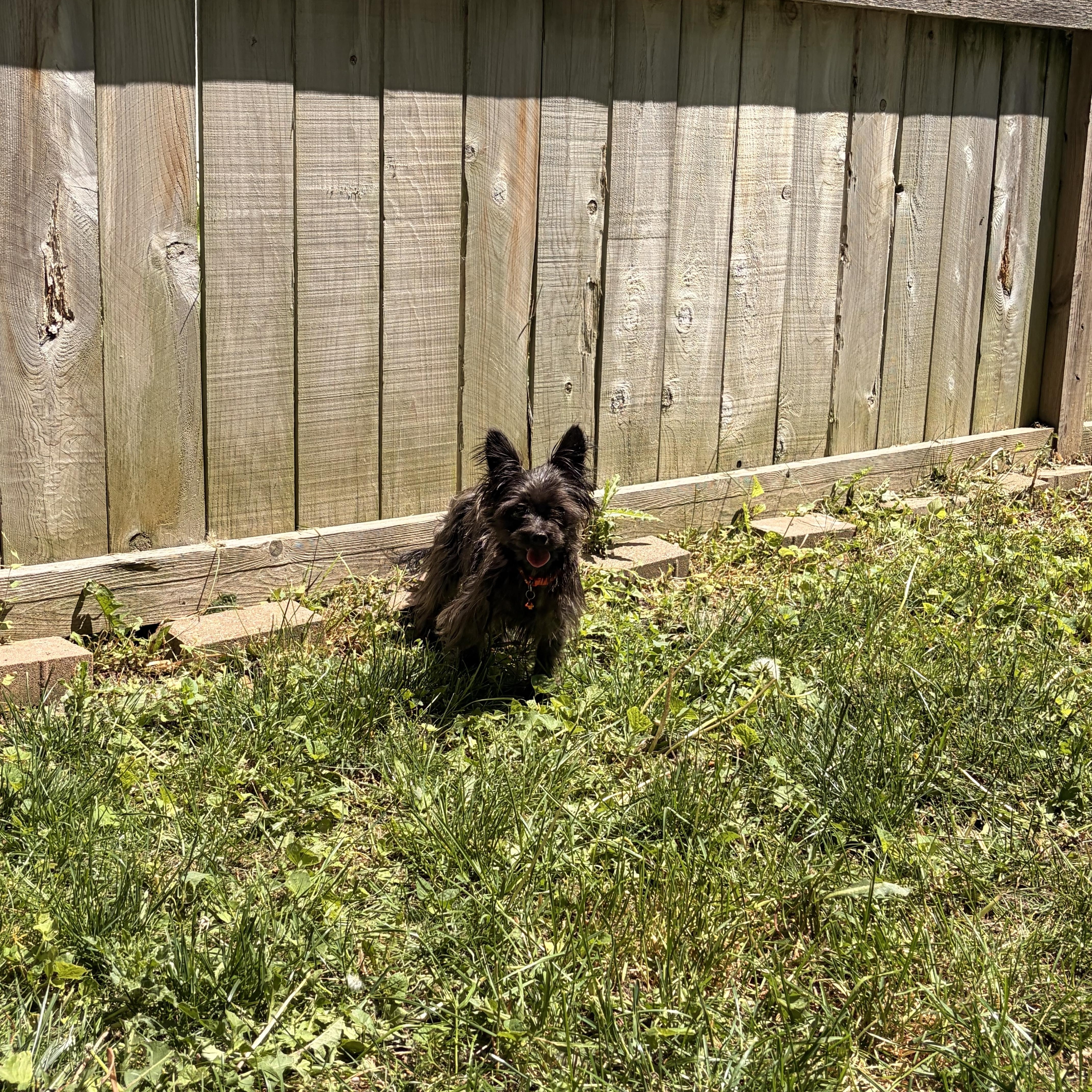 Enlarge Andy, a ADOPTABLE mixed breed in Byron, IL image 5/6