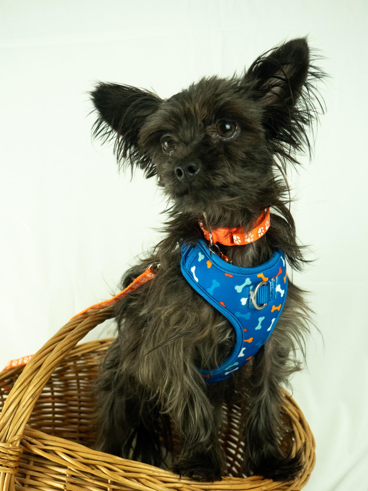 Enlarge Andy, a ADOPTABLE mixed breed in Byron, IL image 1/6