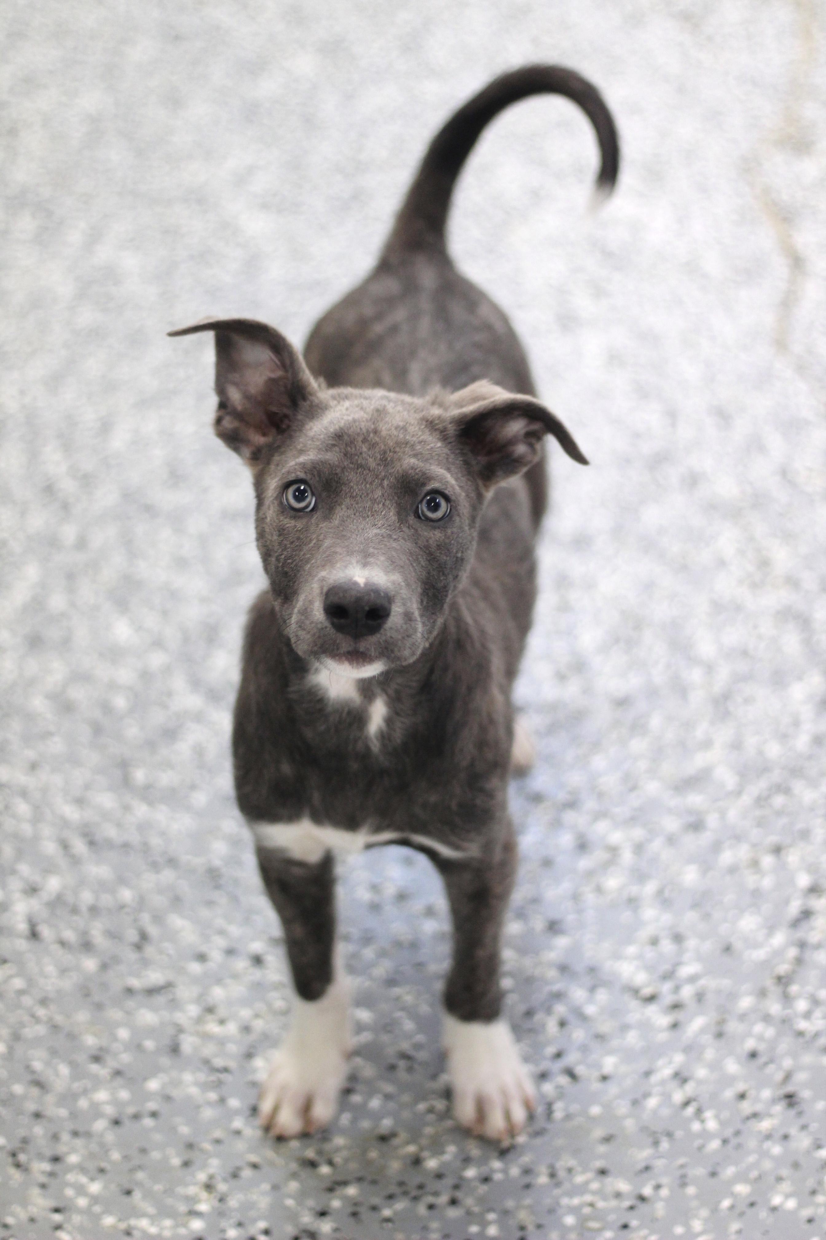 Dog for adoption - Cobalt in NH! Come Meet our Adoptable Dogs Wednesday ...