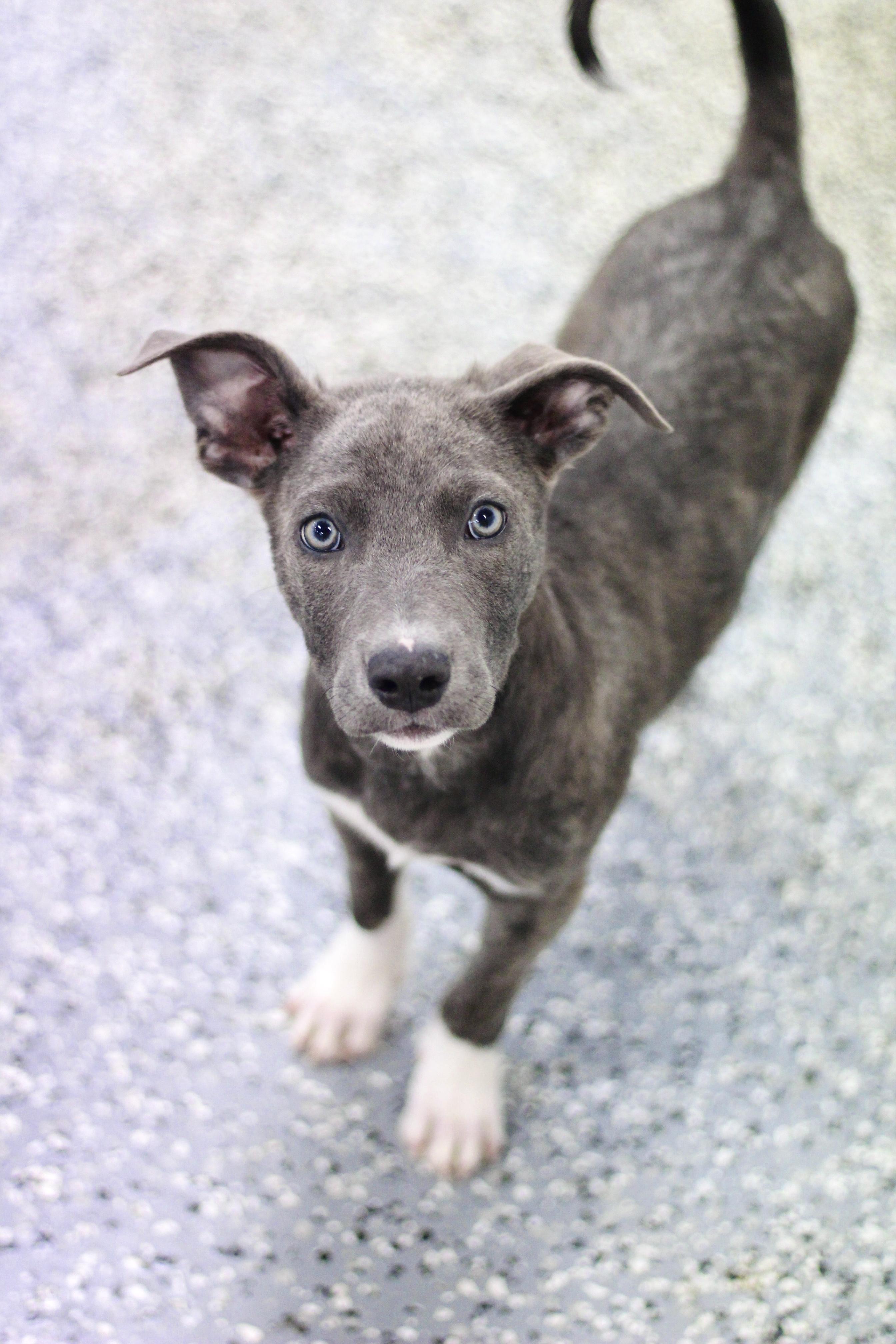 Dog for adoption - Cobalt in NH! Come Meet our Adoptable Dogs Wednesday ...