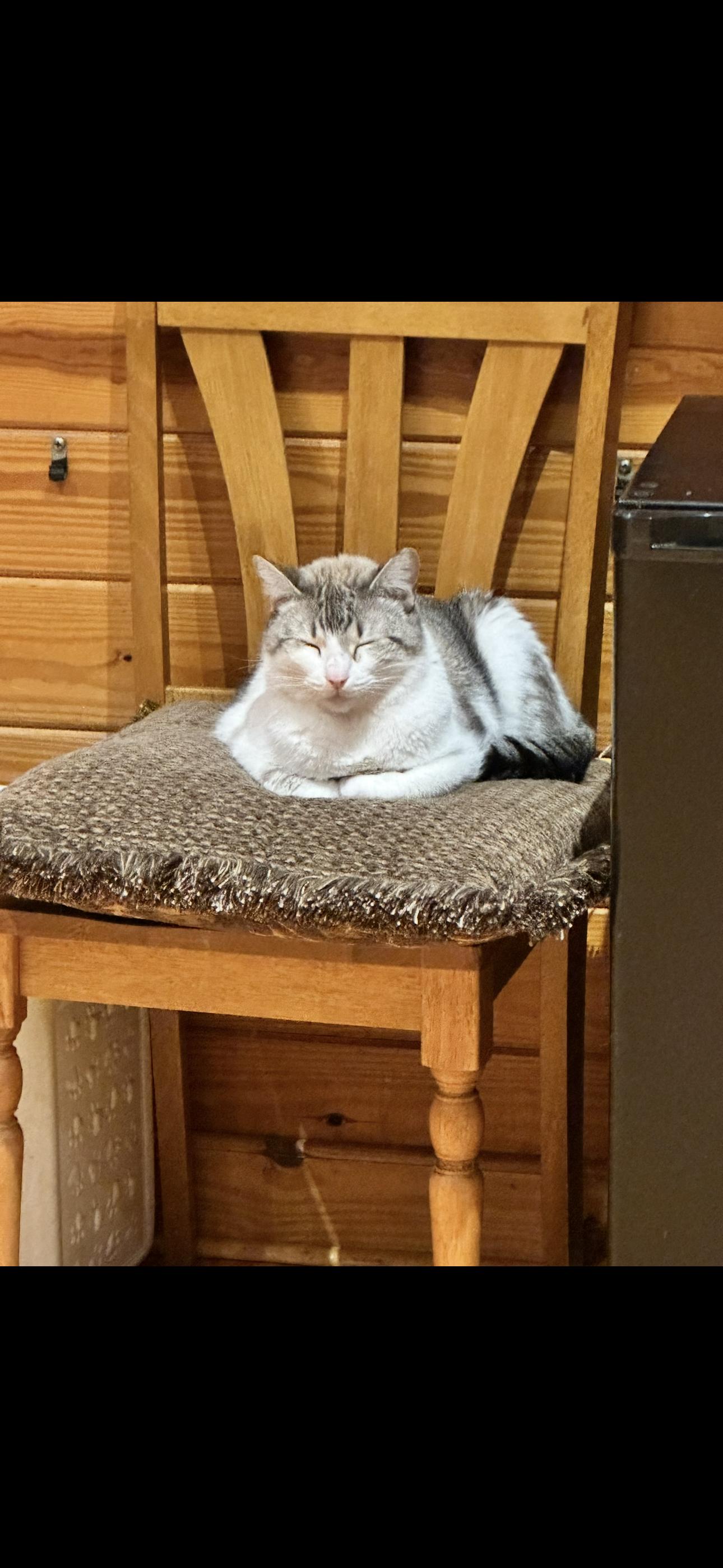 Enlarge Marshmellow, a Adoptable mixed breed in Ocala, FL image 2/6