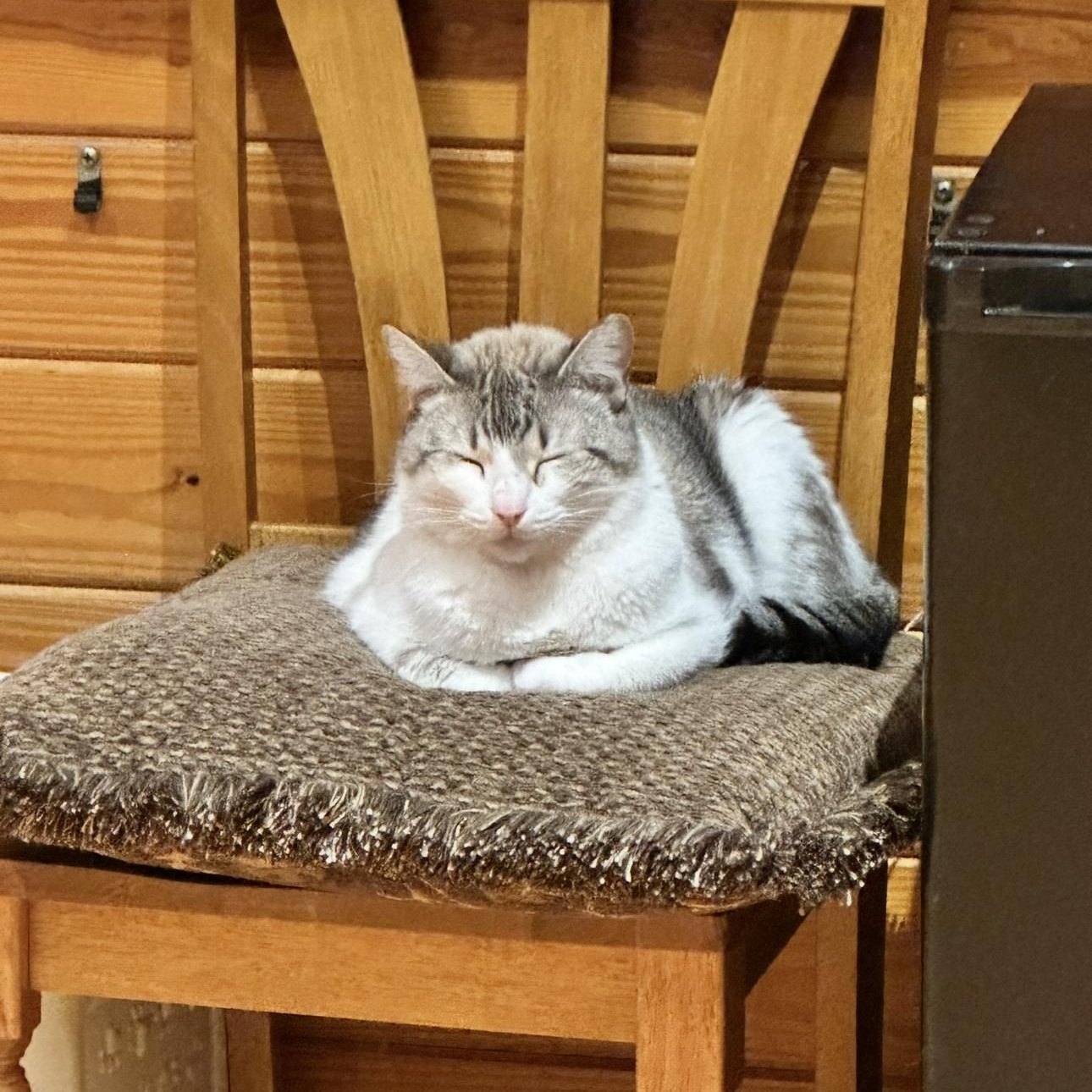 Enlarge Marshmellow, a Adoptable mixed breed in Ocala, FL image 3/6