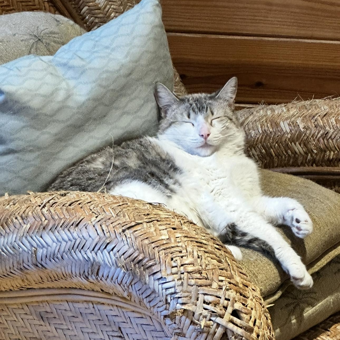 Enlarge Marshmellow, a Adoptable mixed breed in Ocala, FL image 1/6