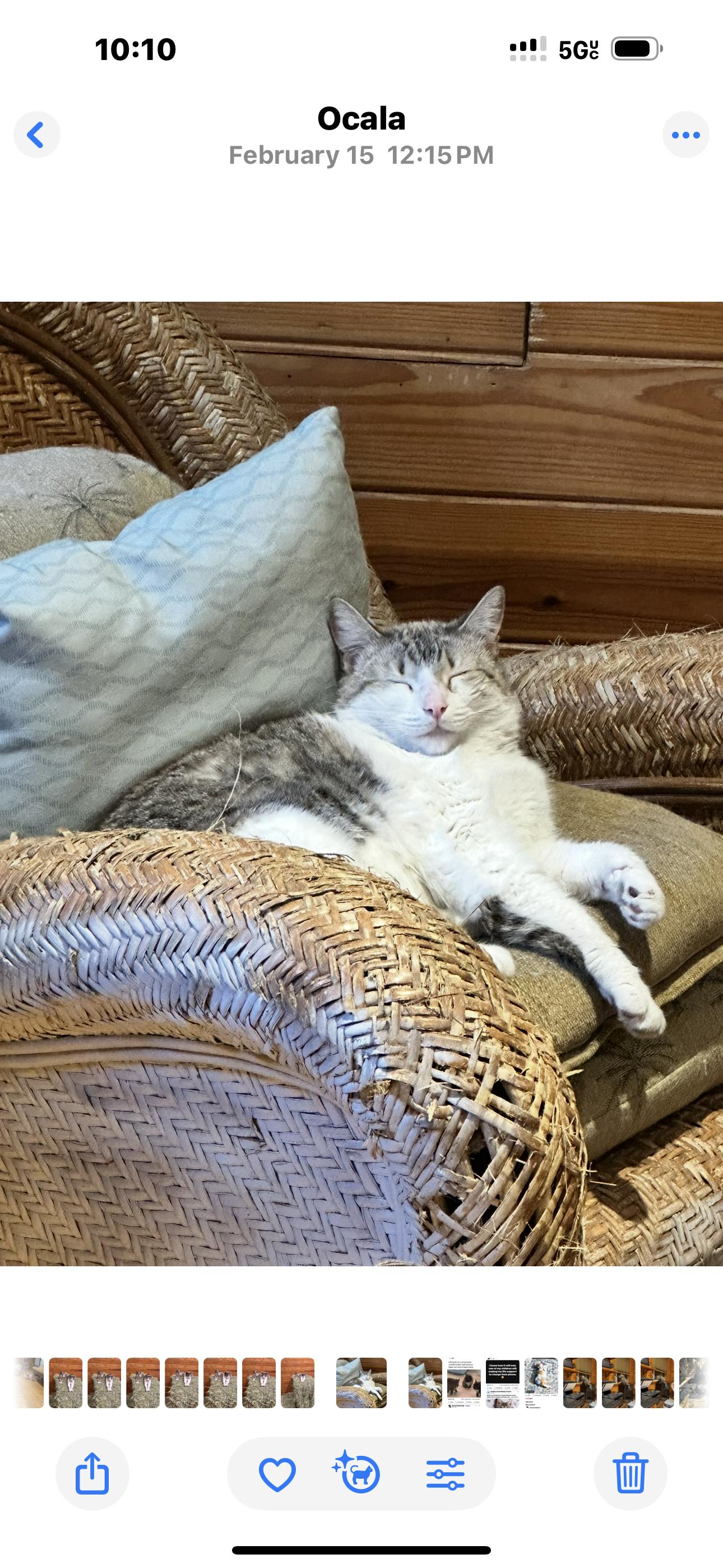 Enlarge Marshmellow, a Adoptable mixed breed in Ocala, FL image 3/6