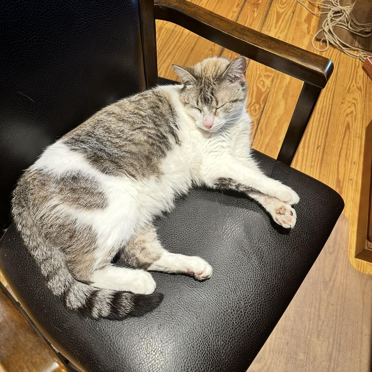 Enlarge Marshmellow, a Adoptable mixed breed in Ocala, FL image 4/6