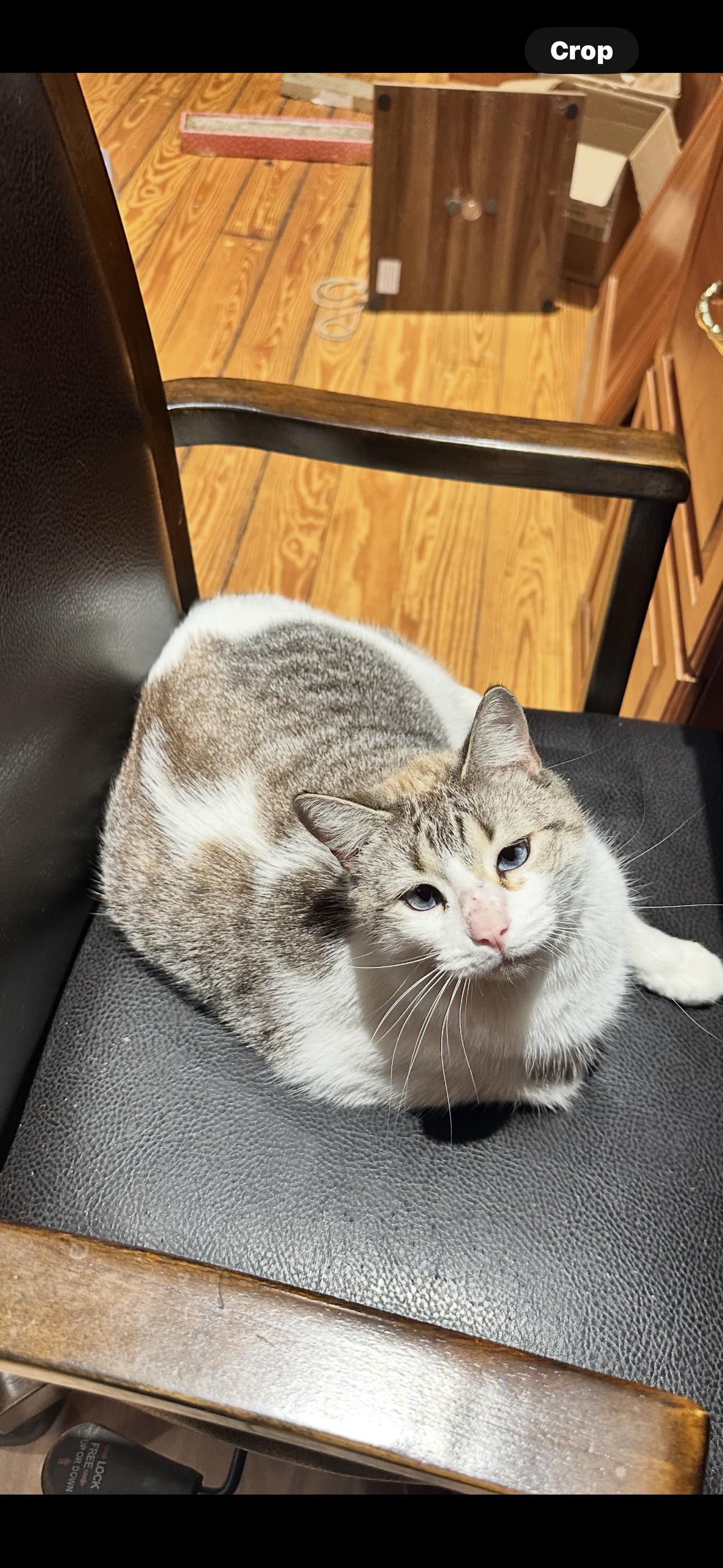 Marshmellow thumbnail 5