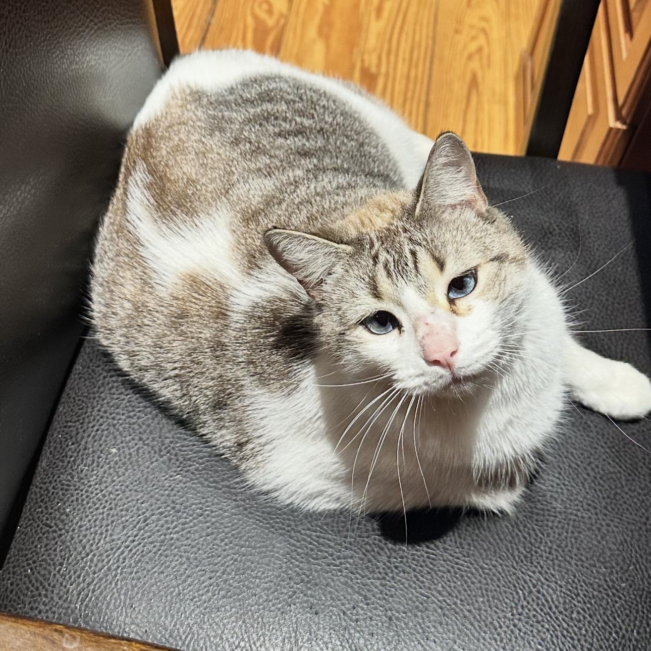 Enlarge Marshmellow, a Adoptable mixed breed in Ocala, FL image 5/6