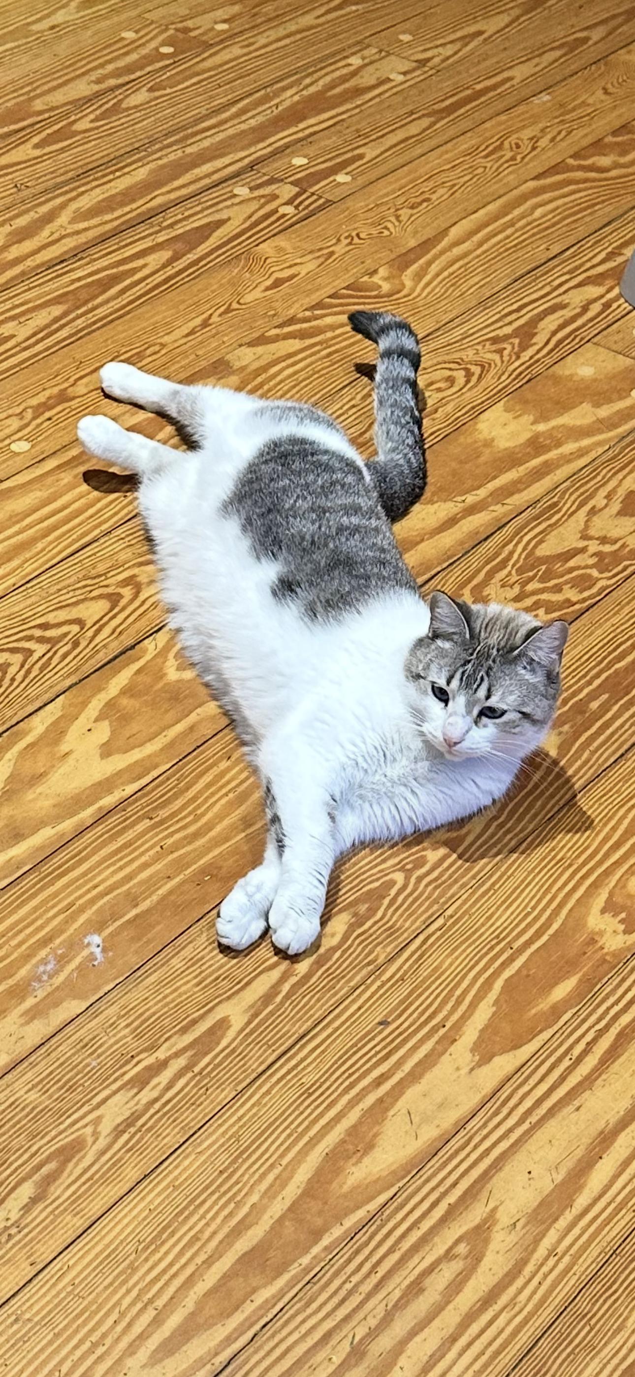 Enlarge Marshmellow, a Adoptable mixed breed in Ocala, FL image 6/6