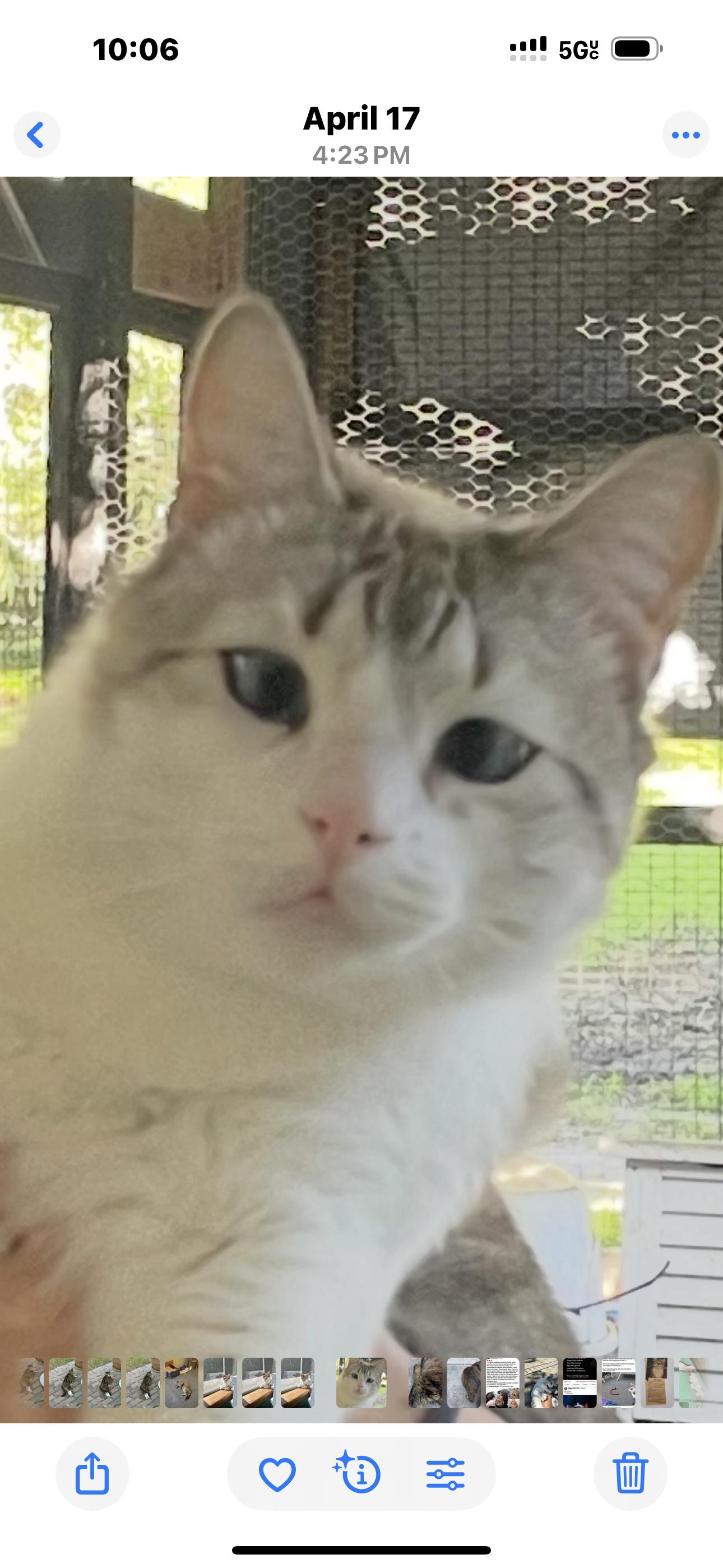 Marshmellow, Adoptable, Adult Female Domestic Medium Hair & Siamese.