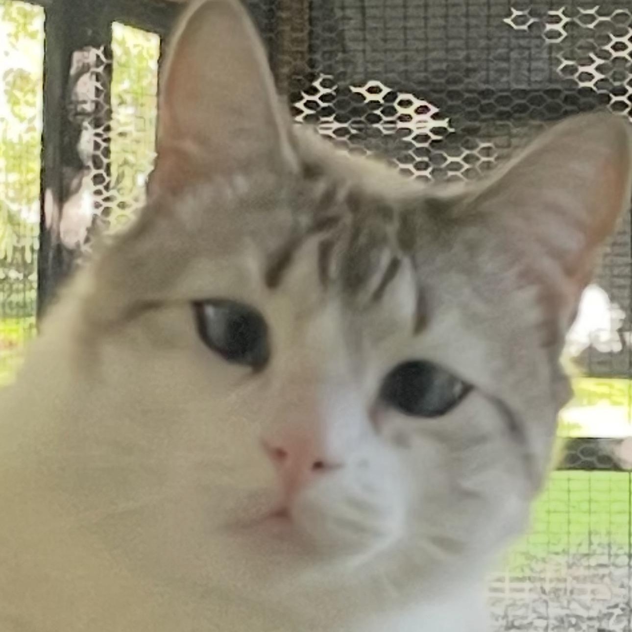 Enlarge Marshmellow, a Adoptable mixed breed in Ocala, FL image 2/6