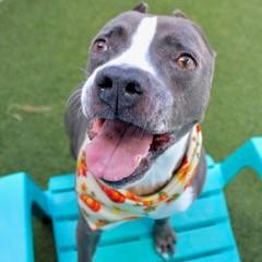 George, Adoptable, Senior Male Terrier & Mixed Breed.