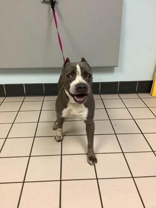 George, a Adoptable mixed breed in Largo, FL image 2/2