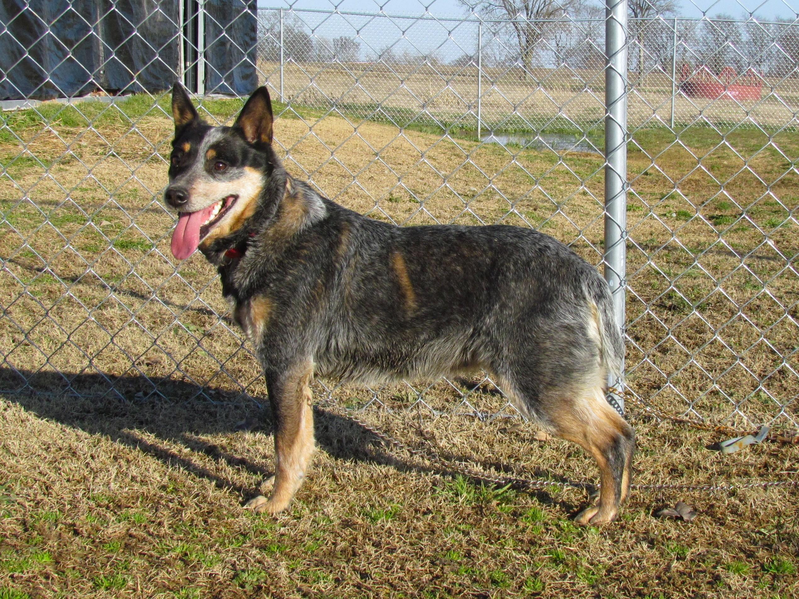 WINDY, a Adoptable Australian Cattle Dog / Blue Heeler in Humboldt, TN image 1/6