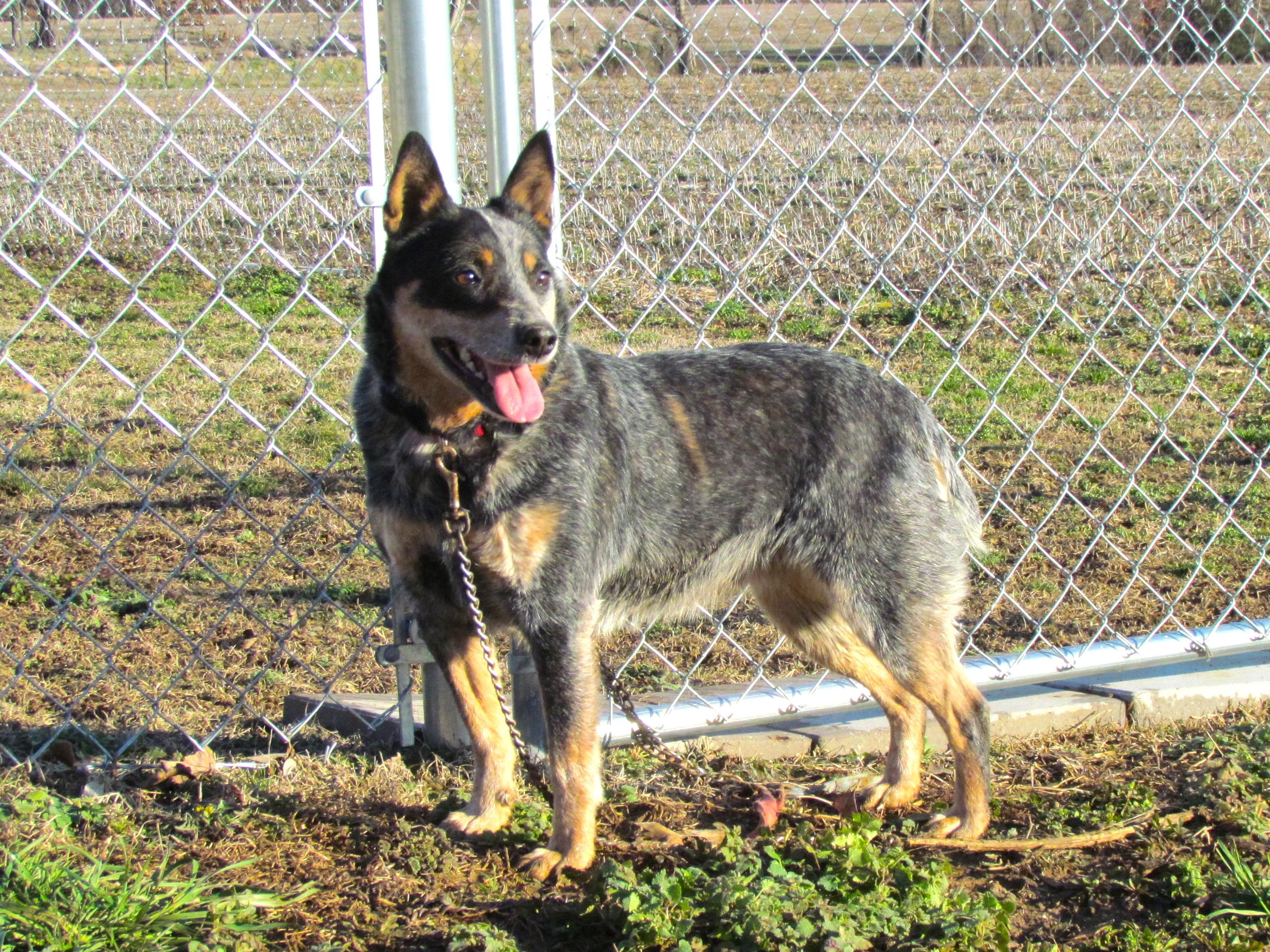 WINDY, a Adoptable Australian Cattle Dog / Blue Heeler in Humboldt, TN image 4/6