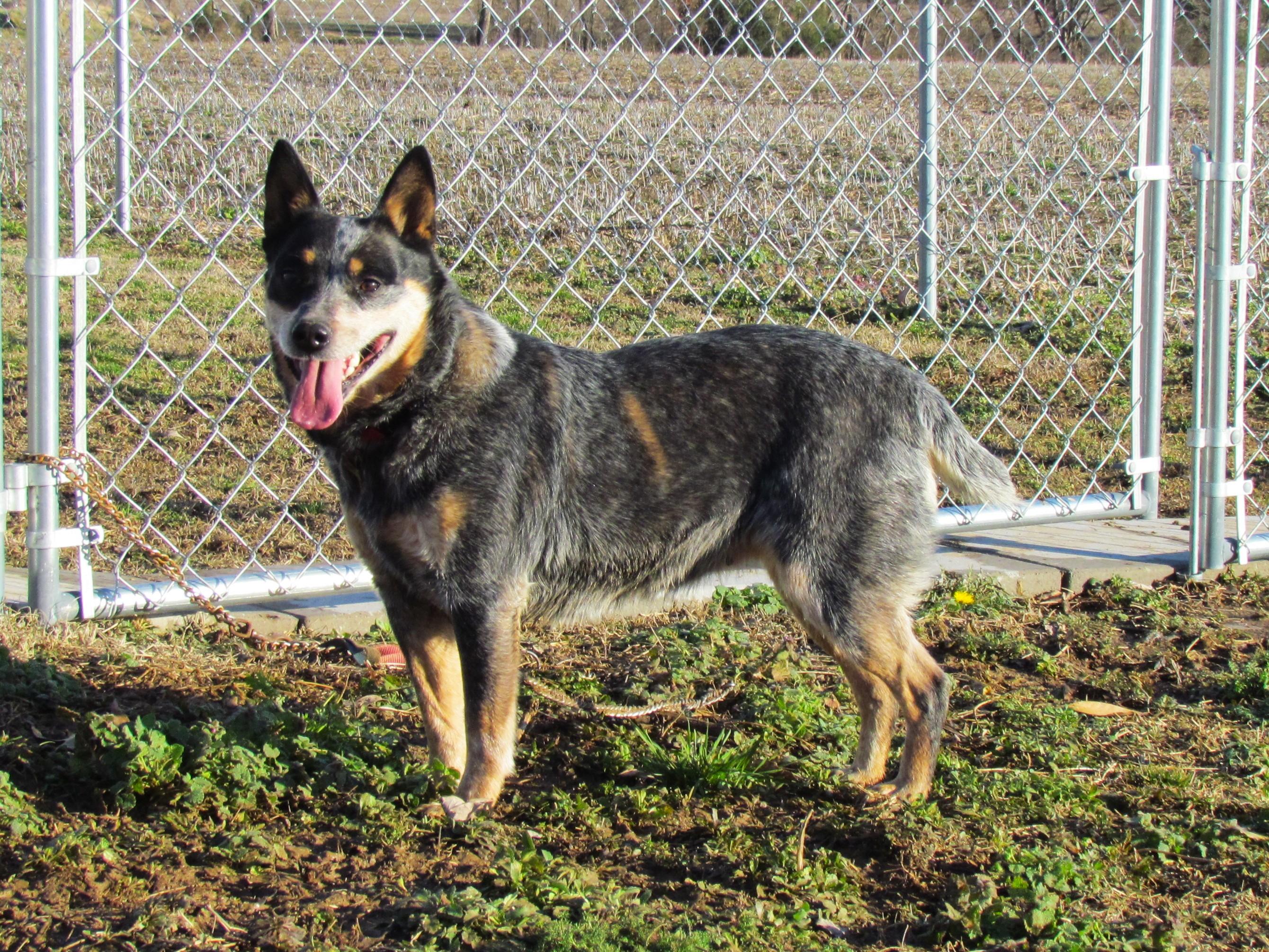 WINDY, a Adoptable Australian Cattle Dog / Blue Heeler in Humboldt, TN image 5/6